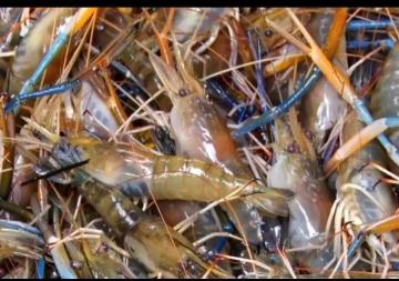 ⭐️Cung cấp tôm càng xanh giống toàn đực chất lượng cao, ship toàn quốc