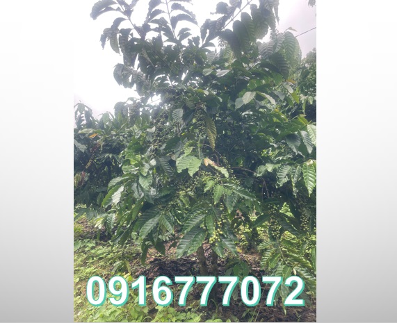 ⭐️ban dat vuon ca phe gan da lat, xa nam ban lam ha, lam dong, 0916777072