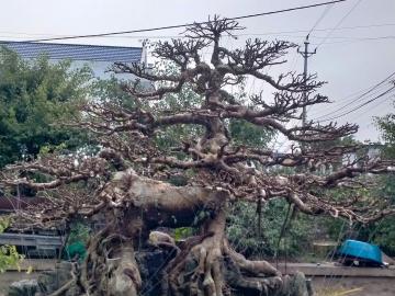 ⭐Bán cây cảnh đẹp con nghê độc nhất vộ nhị tại Nam Trực, Nam Định (cũ), 0826312369