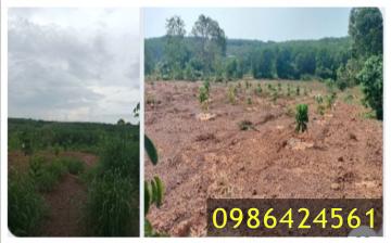 ⭐Chính chủ bán mảnh đất trồng cây lâu năm xã Tân Thành, Đồng Xoài, Bình Phước (cũ), 0986424561